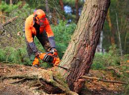 Reliable Upland, IN Tree Removal Solutions