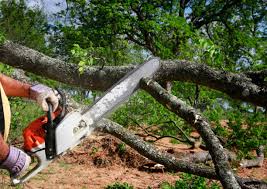 Best Commercial Tree Services  in Upland, IN