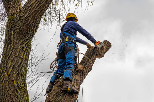 Best Firewood Processing and Delivery  in Upland, IN