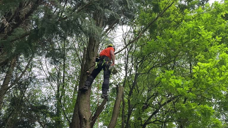 Best Lot and Land Clearing  in Upland, IN