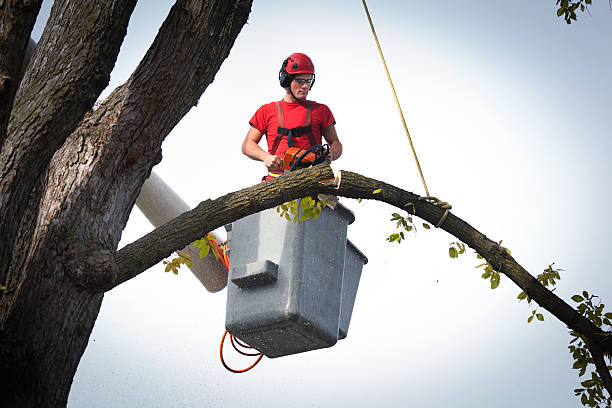 Best Utility Line Clearance  in Upland, IN