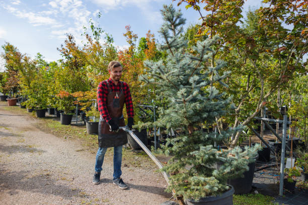 Best Emergency Tree Removal  in Upland, IN