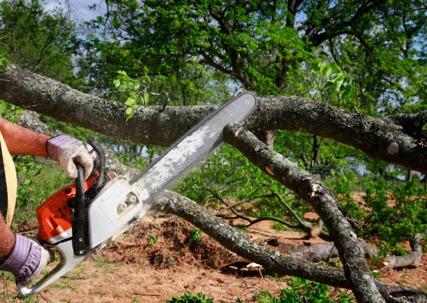 Best Arborist Consultation Services  in Upland, IN