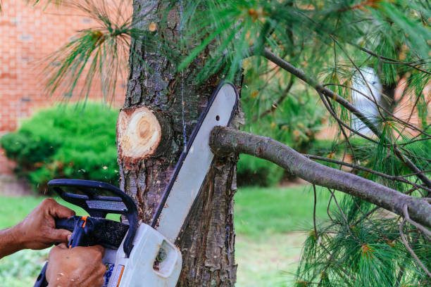 Best Palm Tree Trimming  in Upland, IN